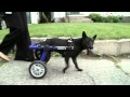 Inside Every Good Dog Is A Great Dog Purina Pro Plan Commercial YouTube Flv Inside Every Good Dog Is A Great Dog Purina Pro Plan Commercial YouTube Flv