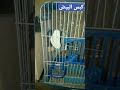 حل مشاكل كبس البيض للعصافير