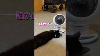 デブ猫あるある#捨て猫#shorts