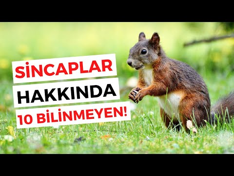 Sincaplar Hakkında 10 İlginç Bilgi - Sincap Belgeseli