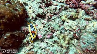 Nudibranch @ Nusa Penida, Indonesia