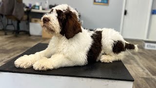 St. Bernard/ Aussiedoodle Mix Puppy Training – Week 1 | Foundation Obedience with Bruno