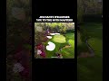 Jim Nantz welcomes you to the 90th Masters #shorts #masters #golf