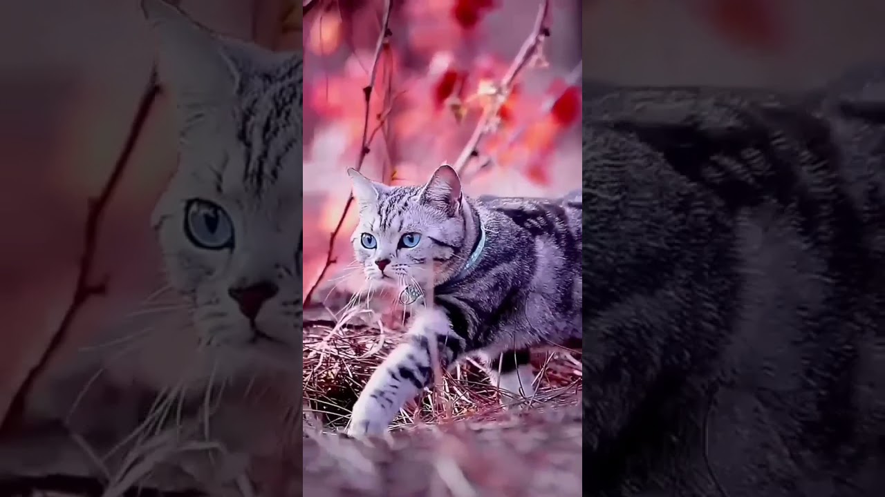 Cat Attitude Status 🔥| Cat Entry Video | Cute Cat 