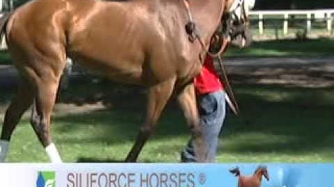 SILIFORCE "What is Silicon?" Unbridled TV Segment