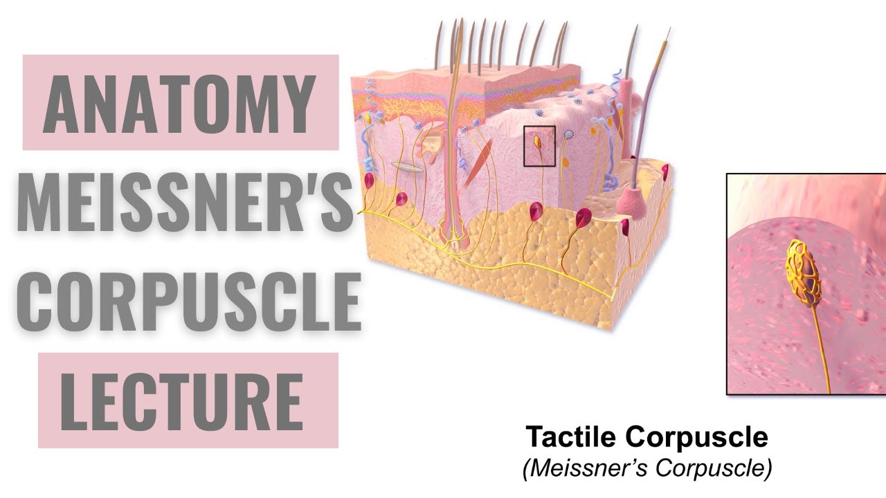 Tactile Corpuscle tactile-corpuscle