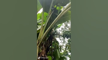 # Shorts P 244 Chuối Này Là Chuối Rừng Hay Chuối Cau Vậy Cả Nhà?