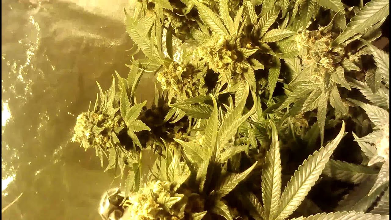 Stash Jar - LaPlata Labs Bug Skunk, THSeeds Critical HOG (Day 56)