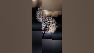 Dandelions and relaxing music 🙏￼