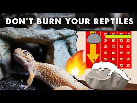 How To NOT Burn Your Reptiles | Installing Heaters & UV Correctly!