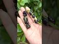 This Vegetable Makes Natural Ink You Can Write With! Malabar spinach #shorts #plants #farming