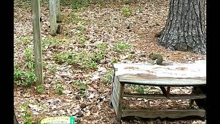 Squirrels playing by Robin Shumate Art 2 views 8 days ago 45 seconds