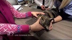 Mon Chat Moi Veterinaire Reserve Aux Chats Youtube