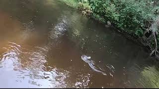 Part 3.Flyfishing . Grayling & trout. Нахлыст . Ловля Хариуса и Форели.Ночёвка. Тест Scagit .