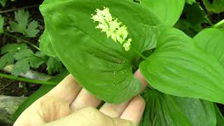 False lily of the valley (Maianthemum dilatatum)