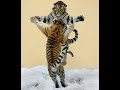 Невозможно !! Тигры танцуют и улыбаются.Not possible!!Tigers dancing. Россия Санкт-Петербург