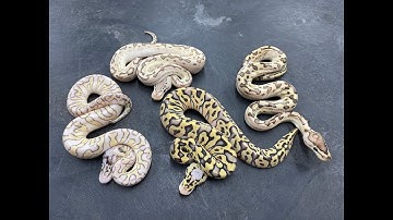 Some new Crypton Ball Python combos for 2021!!!!!!