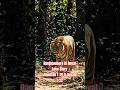 Ranthambore Ki Royal Love Story 🐯 | Jhumroo T-20 & Gayatri T-22 #shorts
