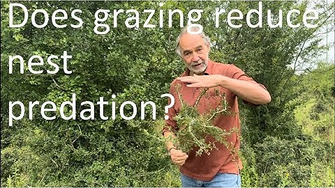 Bird predation and vegetation structure