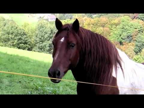 Horse Wink