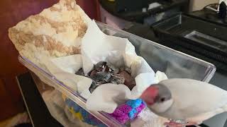 Java finch mom visits babies (Day 15)