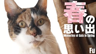 猫と春の思い出 by MAKO0MAKO0 / まこまこ 507 views 3 weeks ago 3 minutes, 44 seconds