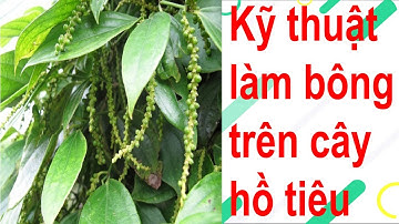 Kỹ thuật làm bông trên cây hồ tiêu | Nông nghiệp 24h