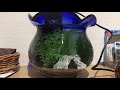 GEX SILENT FLOW(サイレント フロウ スリムを金魚鉢で使ってみた！