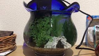 GEX SILENT FLOW(サイレント フロウ スリムを金魚鉢で使ってみた！