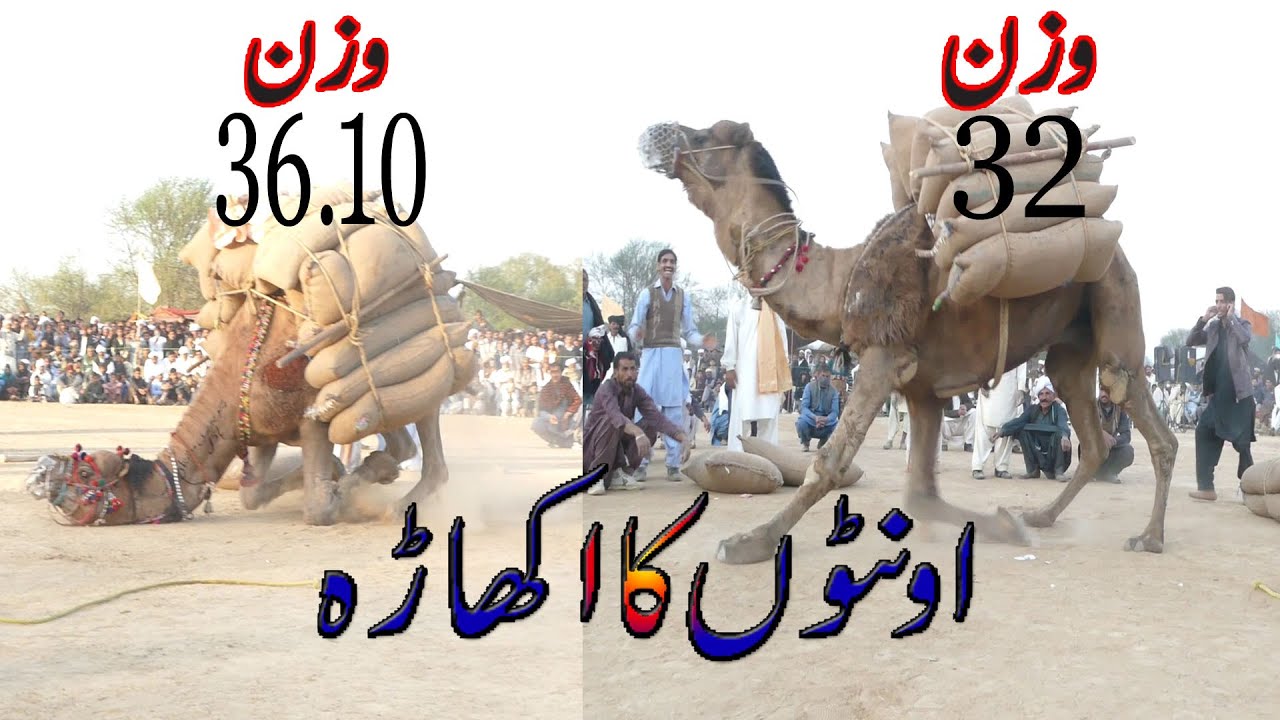 Camel Weightlifting in Dhalyalah Jhelum | Akharah Camel weight | 32 Man,36.10 Man Weightlifting