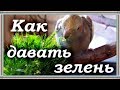 ЗЕЛЕНЬ ДЛЯ ПОПУГАЯ. Где собирать и как обрабатывать.Трава для попугая.