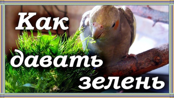 Жыныстық қиял патшалығы 4 том Футанари патшалығы