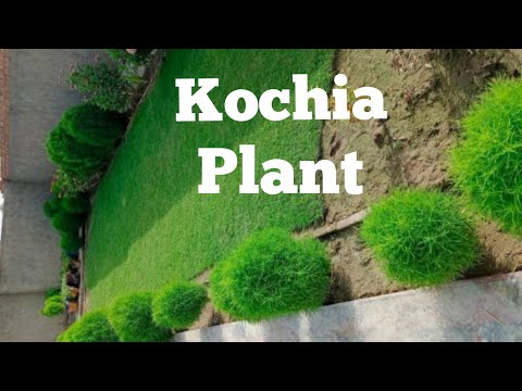 Video: Kohiya: trồng và chăm sóc