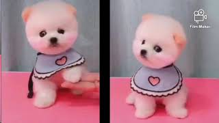 Puppy love/cute puppy