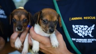 66 dogs rescued from unsafe and unsanitary conditions in Ohio