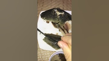 Cá lóc hấp nước mắm #Shorts