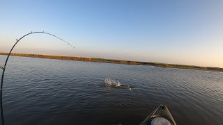 REDS, REDS, and more REDFISH |  East Matagorda