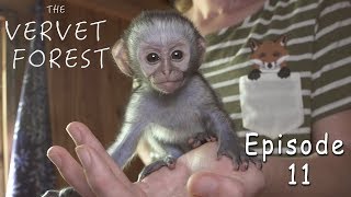 Baby Monkey Rescued By Wildlife Sanctuary - Ep. 11