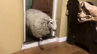 Life Of A Pet Sheep Part 3 by Lee Walters 3,304 views 7 months ago 2 minutes, 54 seconds