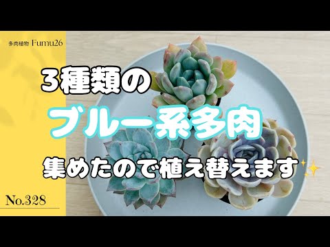 Propagating 3 Types of Blue Succulents by Beheading
