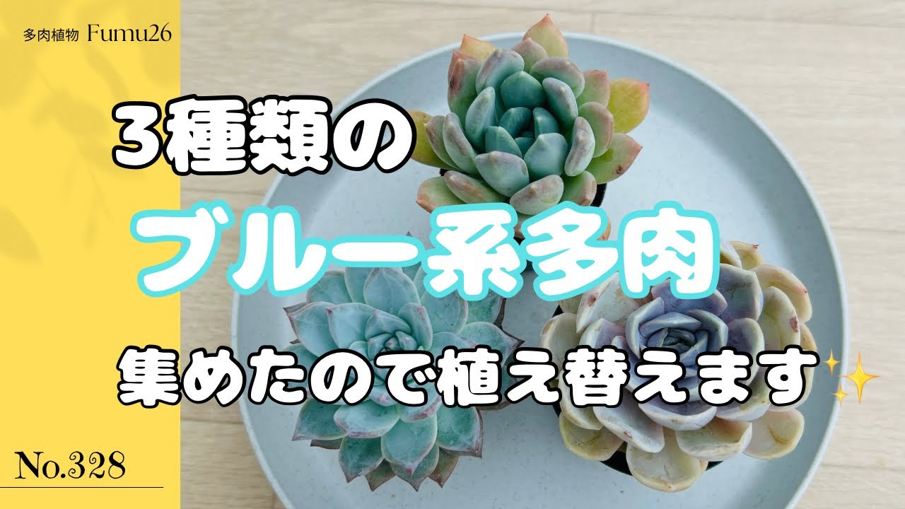 Propagating 3 Types of Blue Succulents by Beheading