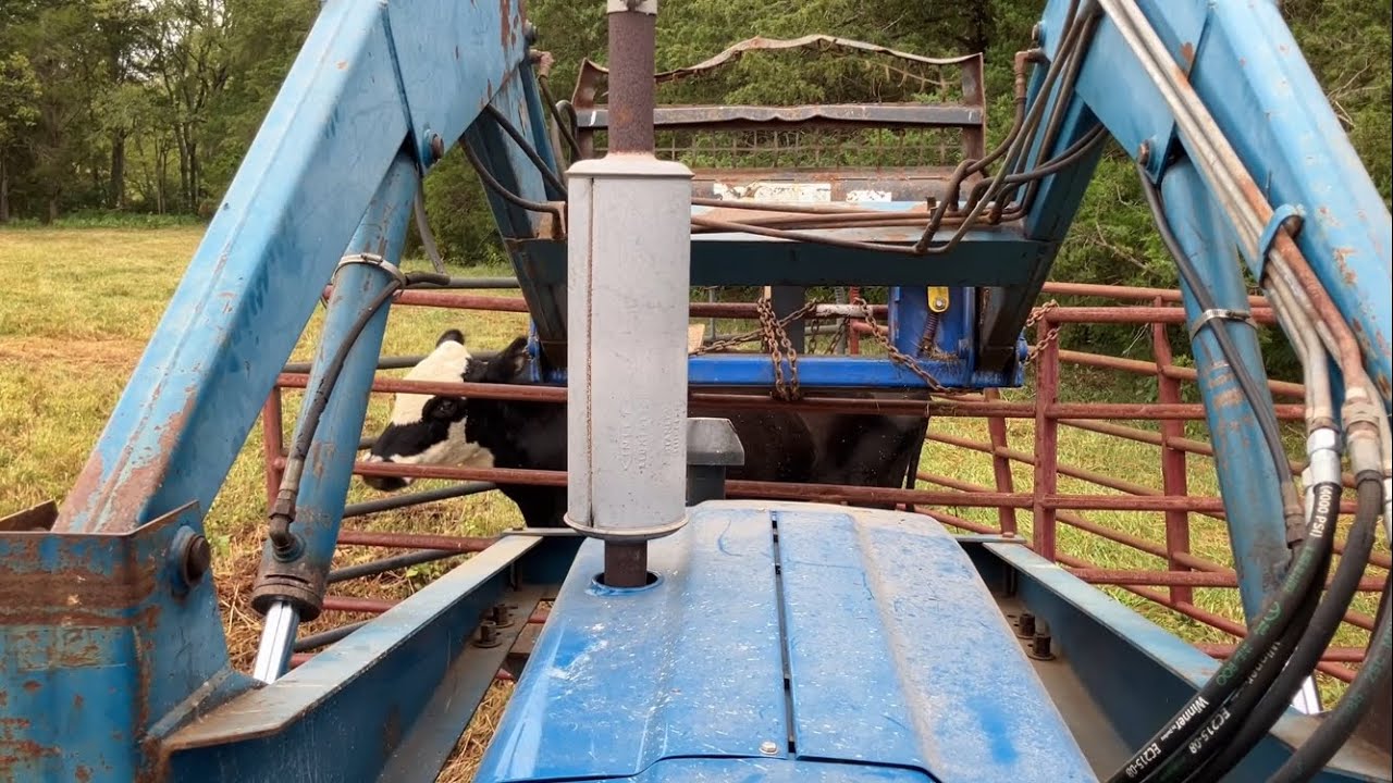 Тестирование отловщика коров, а затем выезд со скотного двора