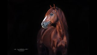 Espartaco - Lusitano - Yeguada la Perla