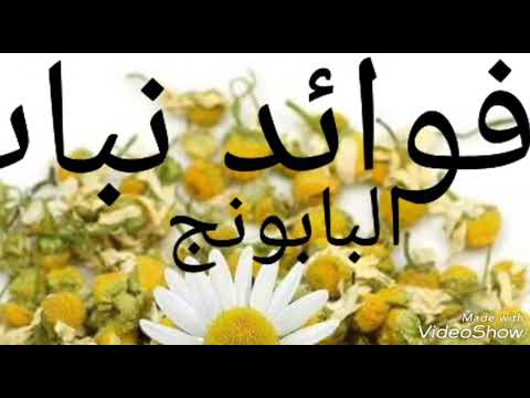 فوائد البابونج للمعدة والقولون