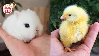 Cutest baby animals - Cute Moment of the Animals Compilation 2019