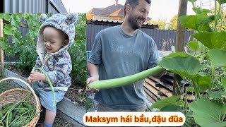 Today Our Whole Family Went to the Garden to Pick Calabash, Cucumbers, Tomatoes, and Yardlong Beans