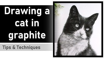 How to draw a cat in graphite | Graphite art tips & techniques