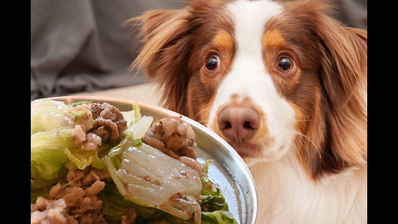 Homemade Dog Food (Beef + Chinese Cabbage ) 手作り犬ごはん ビーフと白菜