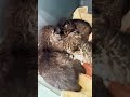 Bobcat Kitten Rewind~part 1 of 3