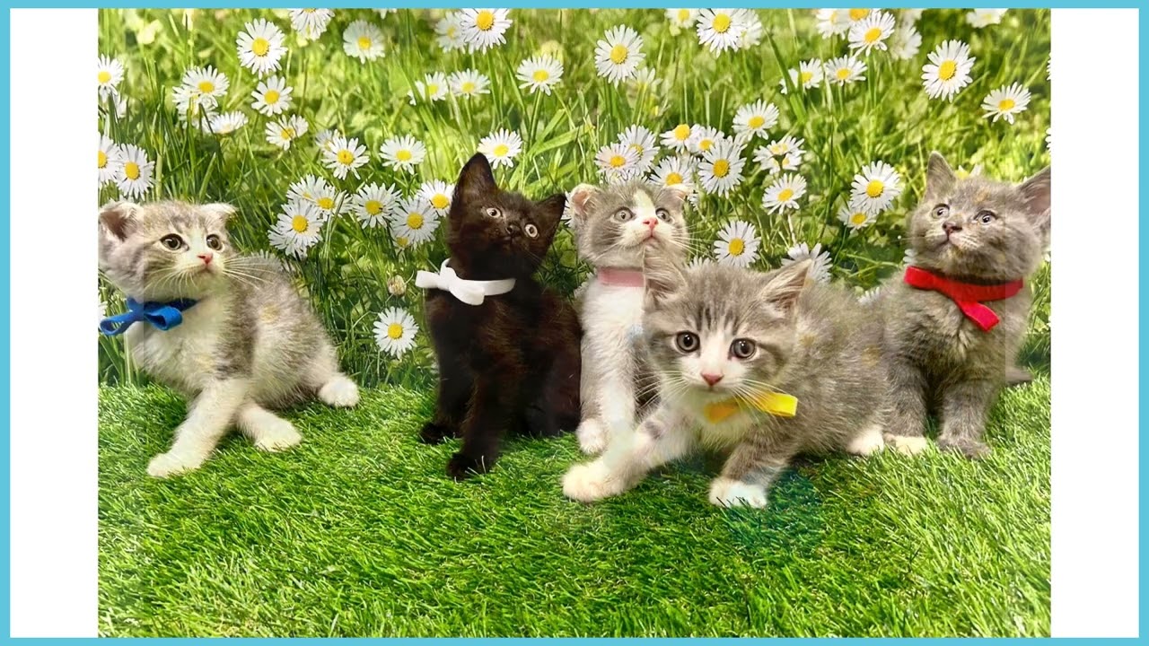 狼林（ROURIN）作 猫（スコティッシュフィールド）の水彩画 2008年 狼